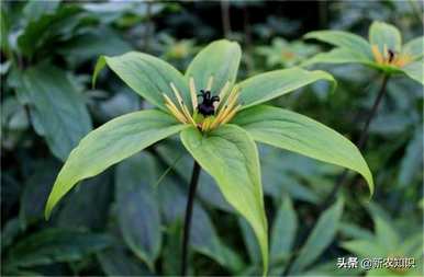 种植重楼用什么肥料最好，种植重楼需要什么条件？