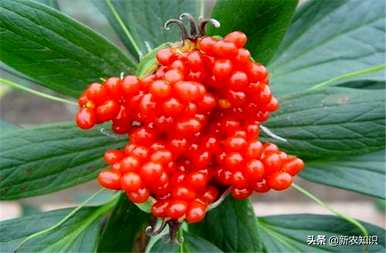 种植重楼用什么肥料最好，种植重楼需要什么条件？