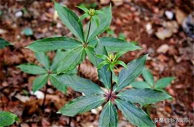 种植重楼用什么肥料最好，种植重楼需要什么条件？