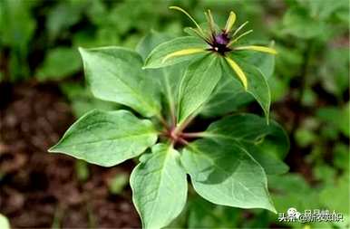 种植重楼用什么肥料最好，种植重楼需要什么条件？
