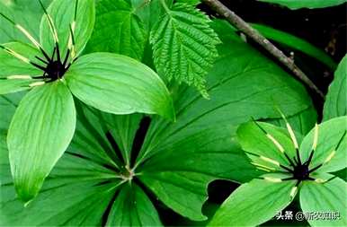种植重楼用什么肥料最好，种植重楼需要什么条件？