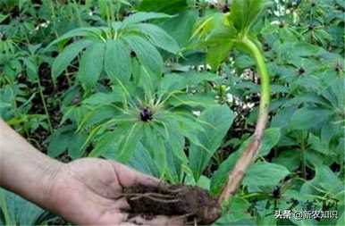 种植重楼用什么肥料最好，种植重楼需要什么条件？
