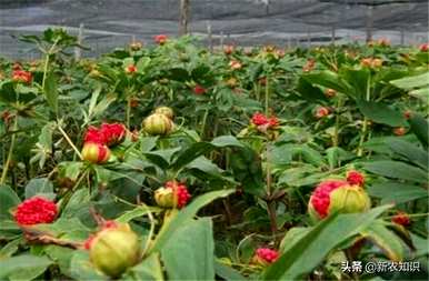 种植重楼用什么肥料最好，种植重楼需要什么条件？