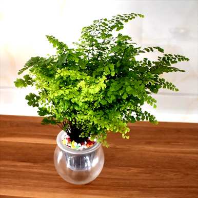 铁线蕨的水培养殖方法，铁线蕨是否为水培植物？