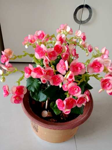养海棠花有什么好处？海棠花能在卧室里养吗？
