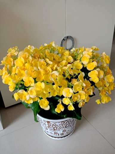 养海棠花有什么好处？海棠花能在卧室里养吗？