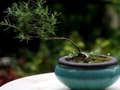 迷迭香的花语是什么意思，迷迭香的花语是什么意思？