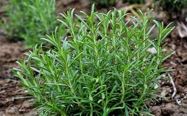 迷迭香的花语是什么意思，迷迭香的花语是什么意思？