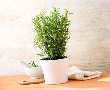 迷迭香的花语是什么意思，迷迭香的花语是什么意思？