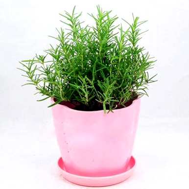 迷迭香的花语是什么意思，迷迭香的花语是什么意思？