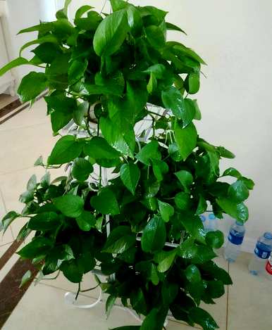 世界上最美最毒的花是什么？