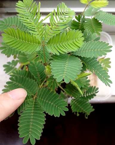 世界上最美最毒的花是什么？