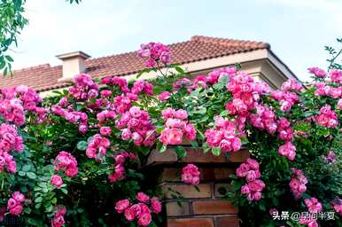 爬藤花好看又好养，什么爬藤花好养又好看？