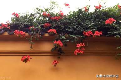 爬藤花好看又好养，什么爬藤花好养又好看？