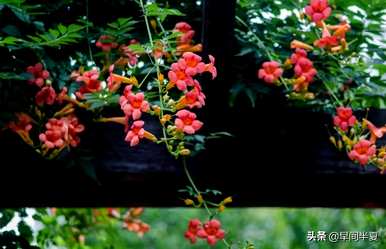 爬藤花好看又好养，什么爬藤花好养又好看？