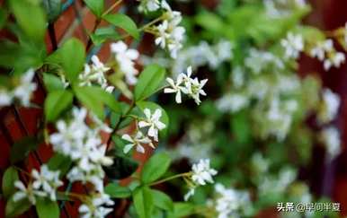 爬藤花好看又好养，什么爬藤花好养又好看？