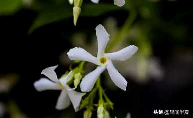 爬藤花好看又好养，什么爬藤花好养又好看？