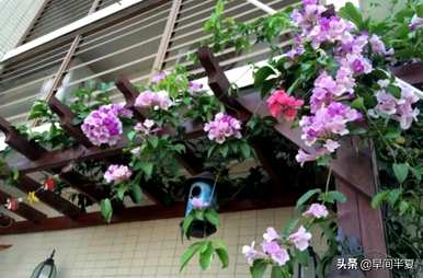 爬藤花好看又好养，什么爬藤花好养又好看？