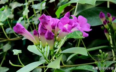 爬藤花好看又好养，什么爬藤花好养又好看？