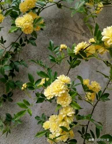 爬藤花好看又好养，什么爬藤花好养又好看？