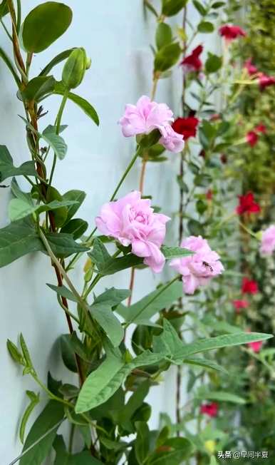 爬藤花好看又好养，什么爬藤花好养又好看？