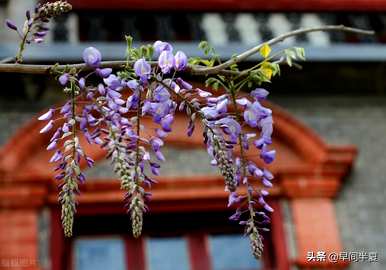 爬藤花好看又好养，什么爬藤花好养又好看？