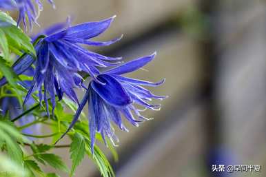 爬藤花好看又好养，什么爬藤花好养又好看？