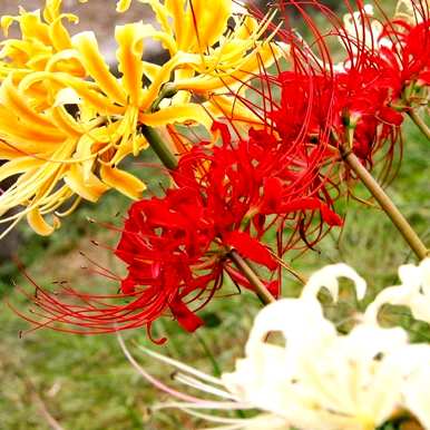 彼岸花要养几年才能开花，彼岸花要怎么养才能开花？