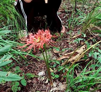 彼岸花要养几年才能开花，彼岸花要怎么养才能开花？