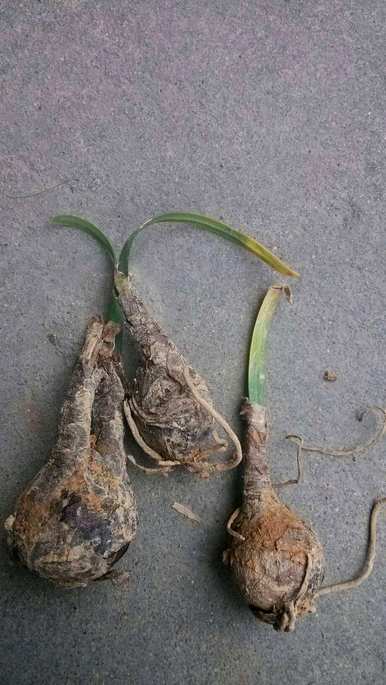 彼岸花要养几年才能开花，彼岸花要怎么养才能开花？