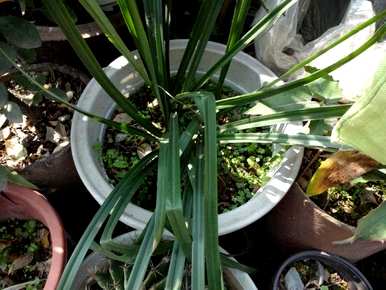 彼岸花要养几年才能开花，彼岸花要怎么养才能开花？