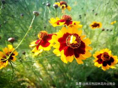 金鸡菊是一年生草本还是多年生草本？金鸡菊是草本还是木本？