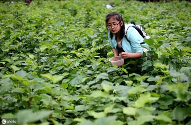 桑树如何育苗最好？桑树穴盘育苗技术