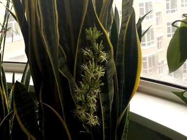 什么是金边龙舌兰花语，什么是金边虎尾兰花语？
