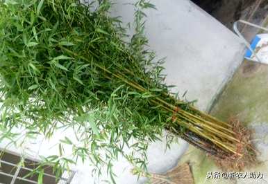 竹子种植一般在几个月内，竹子种植几年成材