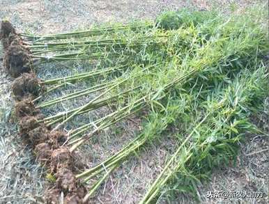 竹子种植一般在几个月内，竹子种植几年成材