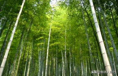 竹子种植一般在几个月内，竹子种植几年成材