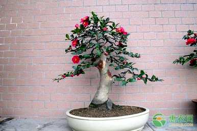 茶梅花怎么养殖，茶梅花哪个品种最好？