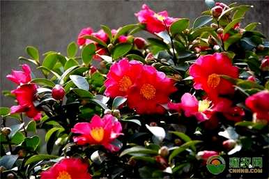 茶梅花怎么养殖，茶梅花哪个品种最好？