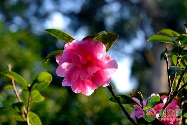 茶梅花怎么养殖，茶梅花哪个品种最好？