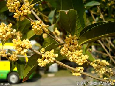 室内桂花树怎么养才能长得好，家庭桂花树怎么养？