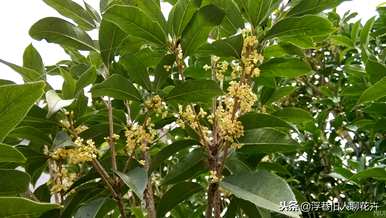 室内桂花树怎么养才能长得好，家庭桂花树怎么养？