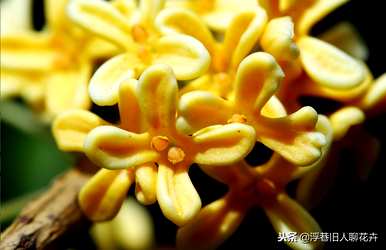 室内桂花树怎么养才能长得好，家庭桂花树怎么养？