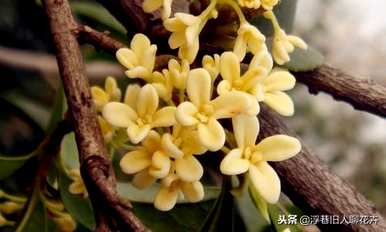 室内桂花树怎么养才能长得好，家庭桂花树怎么养？