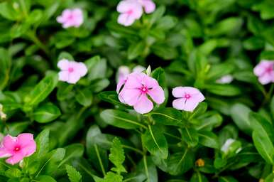 哪种室内花香花期最长，花期最长的室内花有哪些？