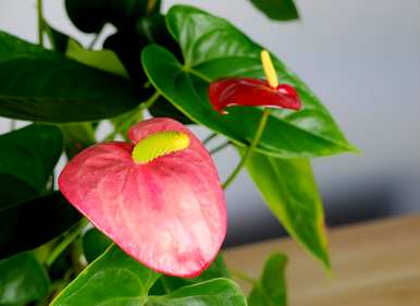 哪种室内花香花期最长，花期最长的室内花有哪些？
