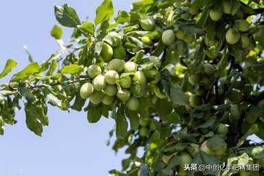 李子树可以嫁接樱桃。李子树怎么嫁接？