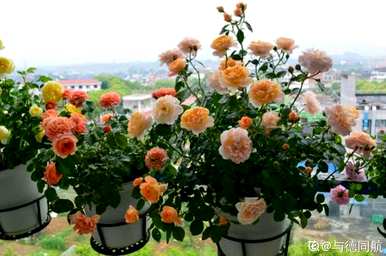 夏天怎么养月季花盆栽？月季花夏天能横拉吗？
