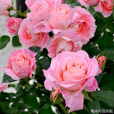 夏天怎么养月季花盆栽？月季花夏天能横拉吗？
