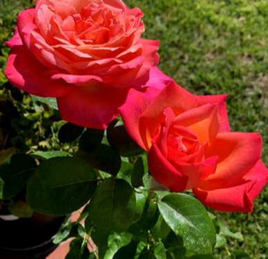 夏天怎么养月季花盆栽？月季花夏天能横拉吗？